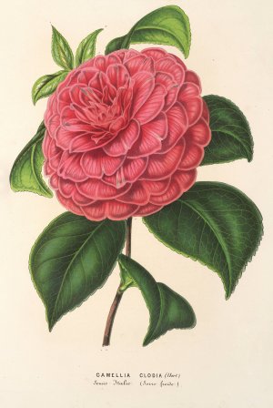 Camellia Clodia by Charles Antoine Lemaire Oil Painting