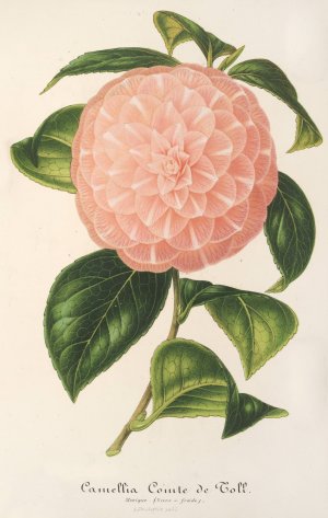 Camellia Comte de Toll by Charles Antoine Lemaire Oil Painting