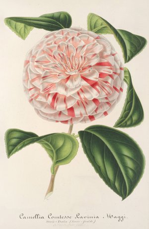 Camellia Comtesse Lavinia Maggi by Charles Antoine Lemaire Oil Painting