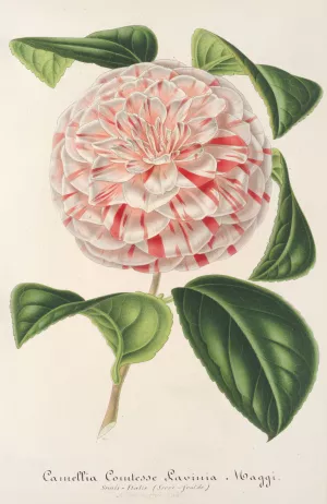 Camellia Comtesse Lavinia Maggi Oil painting by Charles Antoine Lemaire