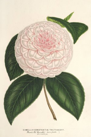 Camellia Constantin Tretiakoff by Charles Antoine Lemaire Oil Painting