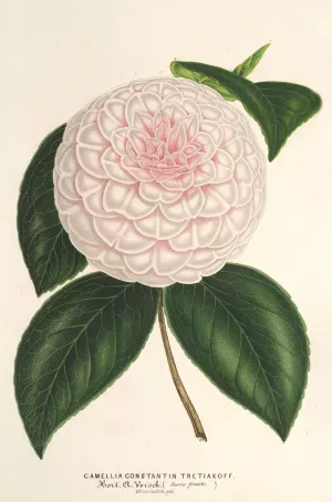 Camellia Constantin Tretiakoff Oil painting by Charles Antoine Lemaire