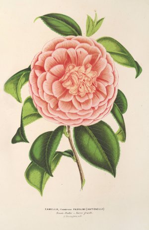 Camellia Contessa Pasolini by Charles Antoine Lemaire Oil Painting