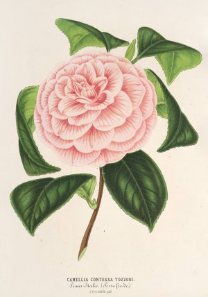 Camellia Contessa Tozzoni by Charles Antoine Lemaire Oil Painting
