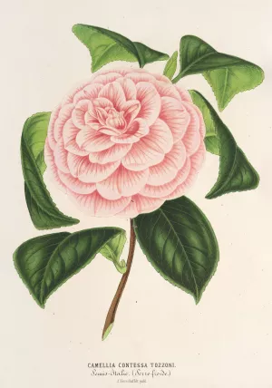 Camellia Contessa Tozzoni by Charles Antoine Lemaire Oil Painting