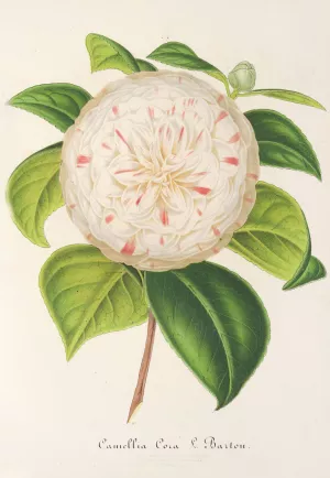 Camellia Cora L. Barton by Charles Antoine Lemaire Oil Painting