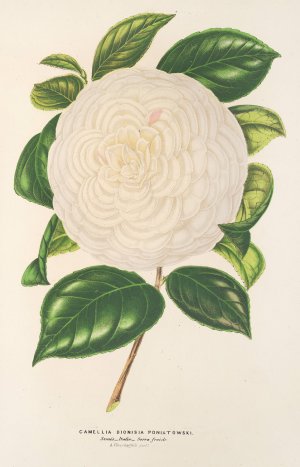 Camellia Dionisia Poniatowski by Charles Antoine Lemaire Oil Painting