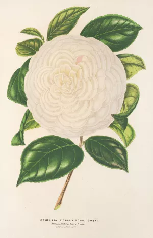 Camellia Dionisia Poniatowski Oil painting by Charles Antoine Lemaire