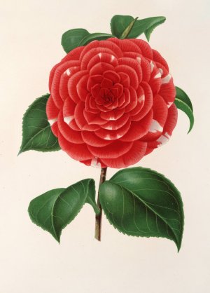 Camellia Don Carlos Ferdinando by Charles Antoine Lemaire Oil Painting