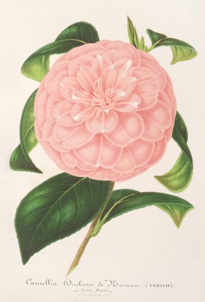 Camellia Duchesse de Nassau by Charles Antoine Lemaire Oil Painting