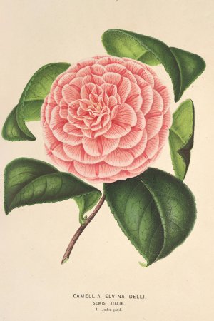 Camellia Elvina Delli by Charles Antoine Lemaire Oil Painting