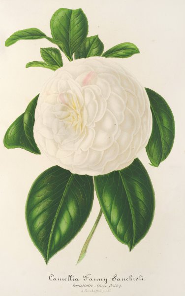 Camellia Fanny Sanchioli  by Charles Antoine Lemaire - Hand-Painted Oil Painting Reproduction