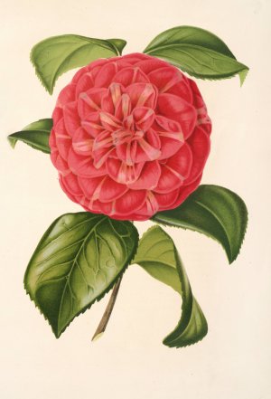 Camellia Francesco Burlamachi by Charles Antoine Lemaire Oil Painting