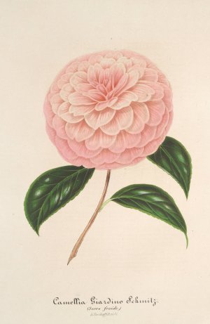 Camellia Giardino Schmitz Oil painting by Charles Antoine Lemaire