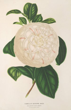 Camellia Giuseppe Biasi by Charles Antoine Lemaire Oil Painting
