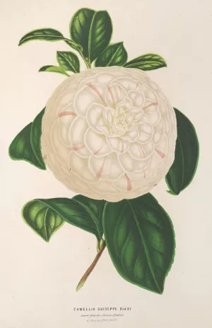 Camellia Giuseppe Biasi by Charles Antoine Lemaire Oil Painting