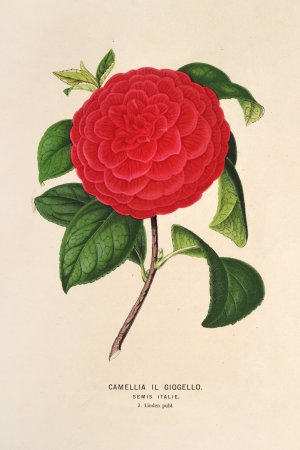 Camellia Il Giogello by Charles Antoine Lemaire Oil Painting