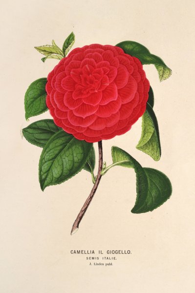 Camellia Il Giogello  by Charles Antoine Lemaire - Hand-Painted Oil Painting Reproduction