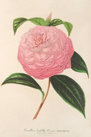 Camellia Isabella Orsini by Charles Antoine Lemaire Oil Painting