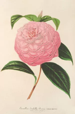 Camellia Isabella Orsini Oil painting by Charles Antoine Lemaire