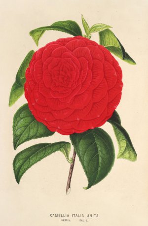 Camellia Italia unita by Charles Antoine Lemaire Oil Painting