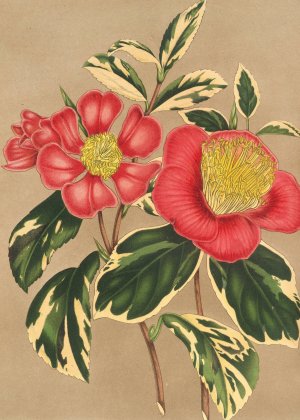 Camellia japonica, sesanqua by Charles Antoine Lemaire Oil Painting