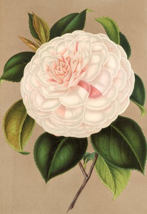 Camellia Madame Cachet Oil painting by Charles Antoine Lemaire