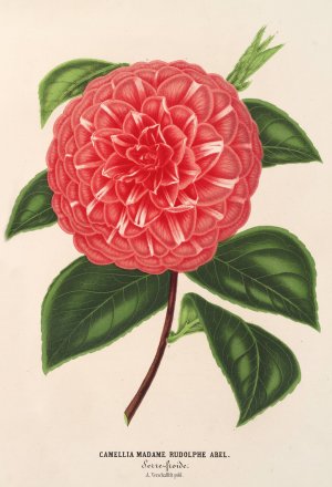 Camellia Madame Rudolph Abel by Charles Antoine Lemaire Oil Painting