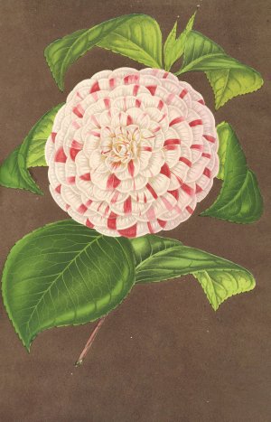 Camellia Madame Verschaffelt by Charles Antoine Lemaire Oil Painting