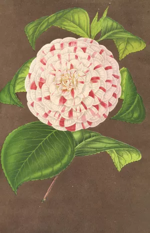 Camellia Madame Verschaffelt by Charles Antoine Lemaire Oil Painting