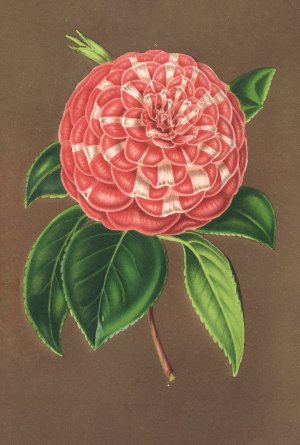 Camellia Matteo Malfino by Charles Antoine Lemaire Oil Painting