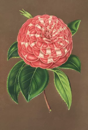 Camellia Matteo Malfino by Charles Antoine Lemaire Oil Painting