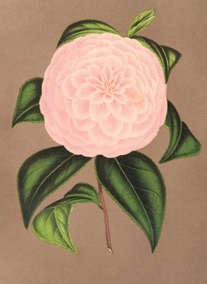 Camellia Mistress Dombrain Oil painting by Charles Antoine Lemaire