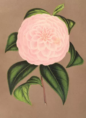 Camellia Mistress Dombrain by Charles Antoine Lemaire Oil Painting