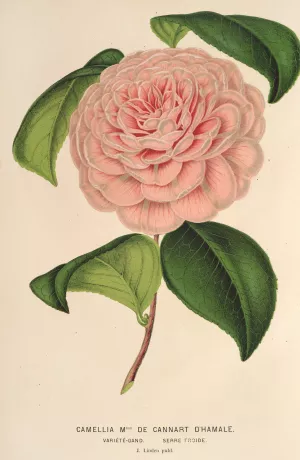 Camellia Mme de Cannart d'Hamale by Charles Antoine Lemaire Oil Painting