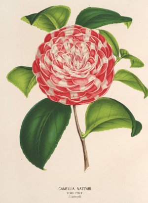 Camellia Nazzari by Charles Antoine Lemaire Oil Painting