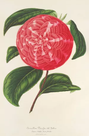 Camellia Ninfa del Tebro by Charles Antoine Lemaire Oil Painting