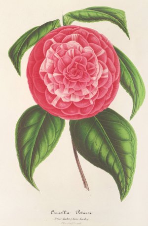Camellia Petazzi by Charles Antoine Lemaire Oil Painting