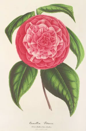 Camellia Petazzi by Charles Antoine Lemaire Oil Painting