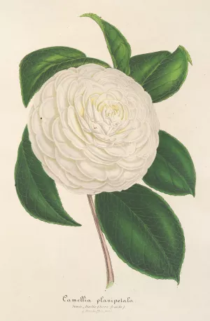 Camellia Planipetala by Charles Antoine Lemaire Oil Painting