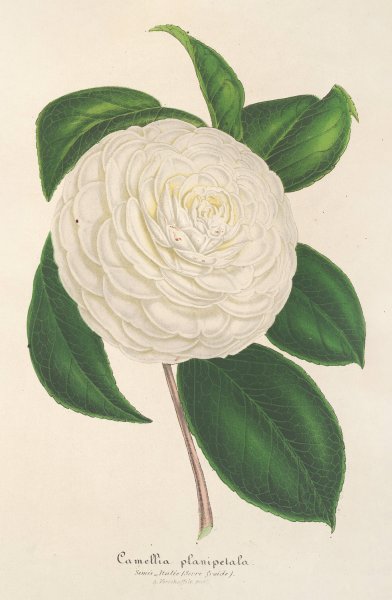 Camellia Planipetala  by Charles Antoine Lemaire - Hand-Painted Oil Painting Reproduction