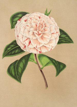 Camellia Principessa Clotilde by Charles Antoine Lemaire Oil Painting