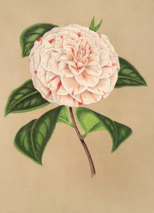 Camellia Principessa Clotilde Oil painting by Charles Antoine Lemaire