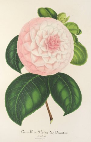 Camellia Reine des Beautes by Charles Antoine Lemaire Oil Painting