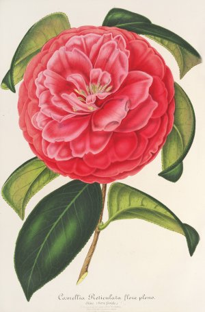 Camellia reticulata var. flore pleno Oil painting by Charles Antoine Lemaire
