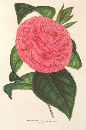 Camellia Roma risorta by Charles Antoine Lemaire Oil Painting