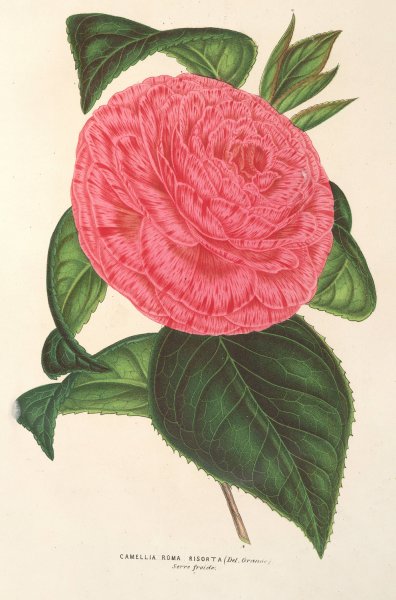 Camellia Roma risorta  by Charles Antoine Lemaire - Hand-Painted Oil Painting Reproduction