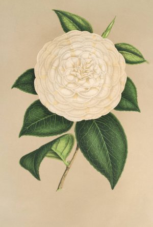 Camellia Sangalli by Charles Antoine Lemaire Oil Painting