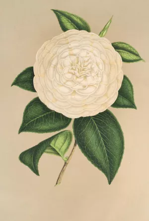Camellia Sangalli by Charles Antoine Lemaire Oil Painting