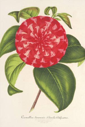 Camellia Souvenir d'Emile Defresne by Charles Antoine Lemaire Oil Painting